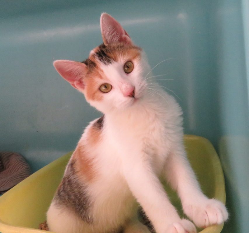 Lexie - Chat Européen à adopter