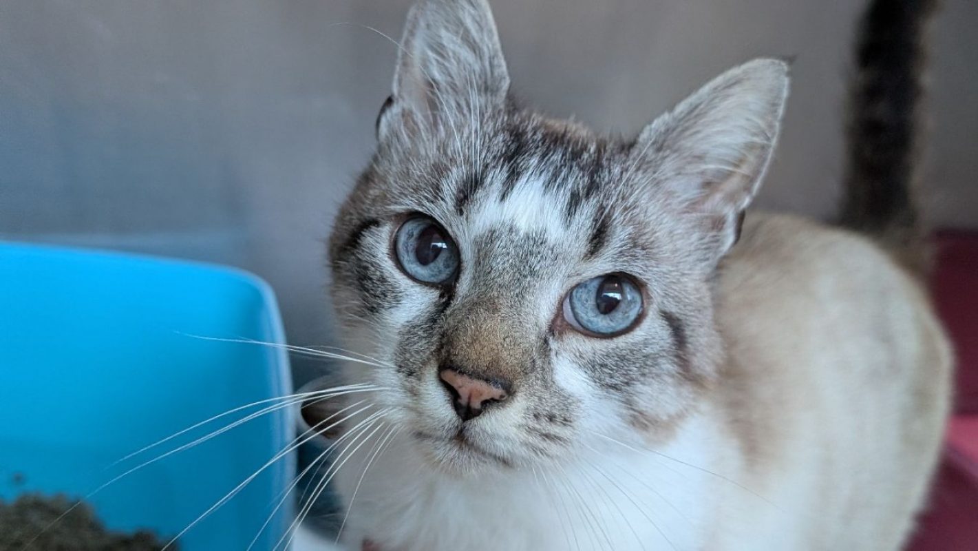 Crumble - Chat Européen à adopter