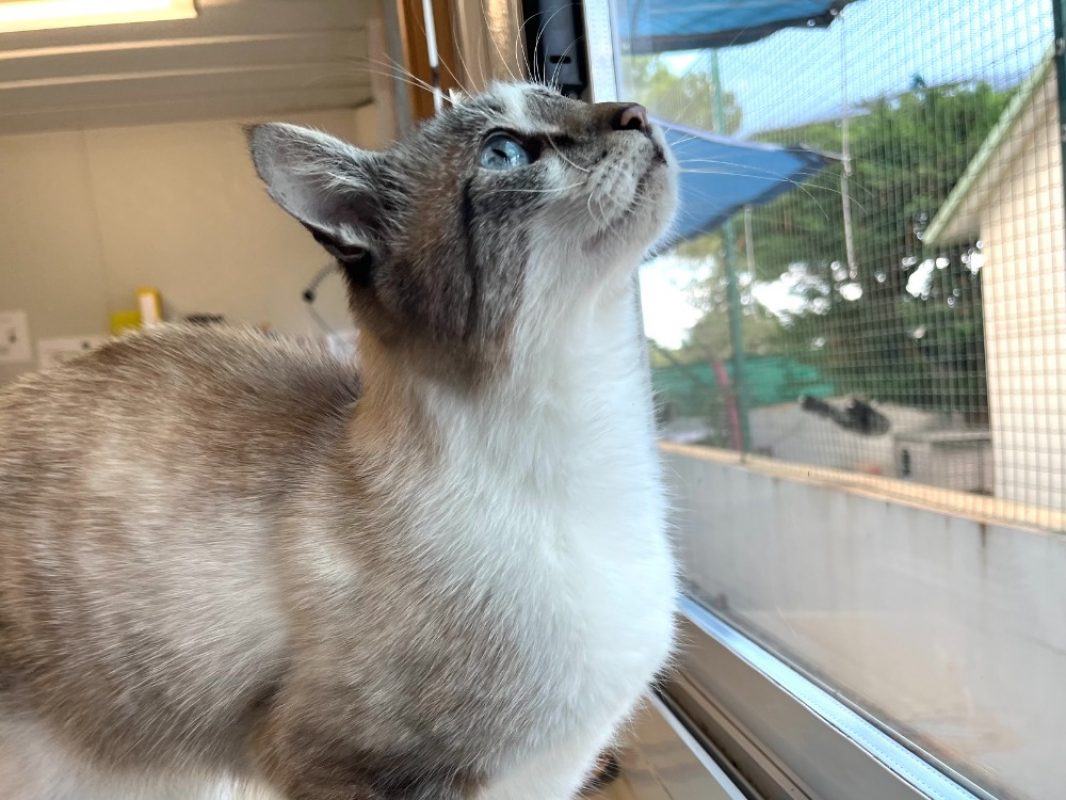 Crumble - Chat Européen à adopter - photo 2