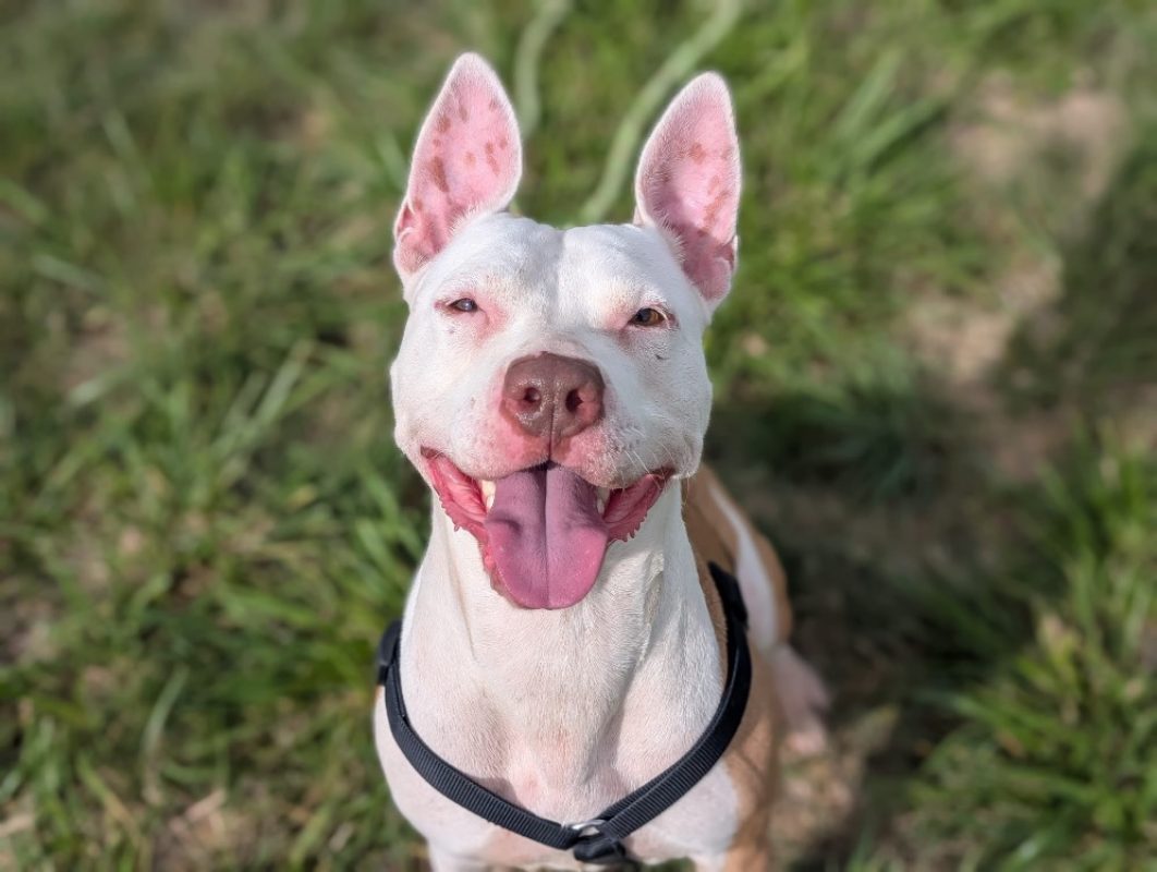 Jerry - Chien Bouledogue Américain à adopter