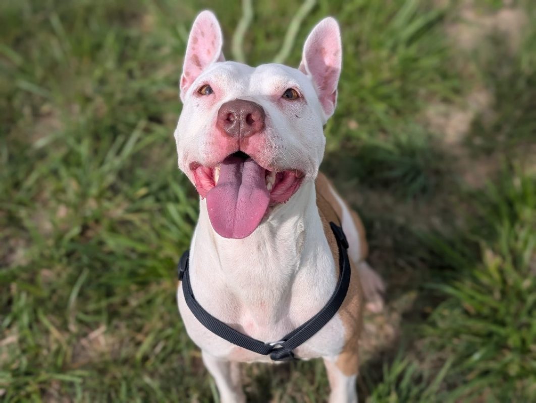 Jerry - Chien Bouledogue Américain à adopter - photo 2