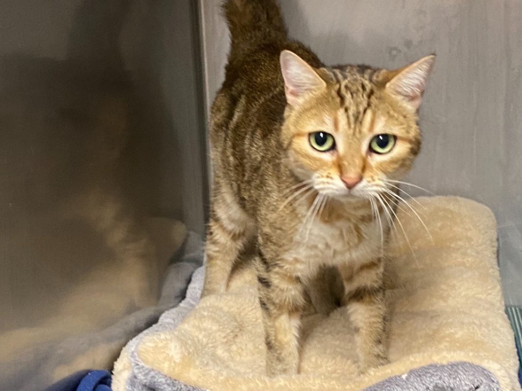 Chipie - Chat Européen à adopter