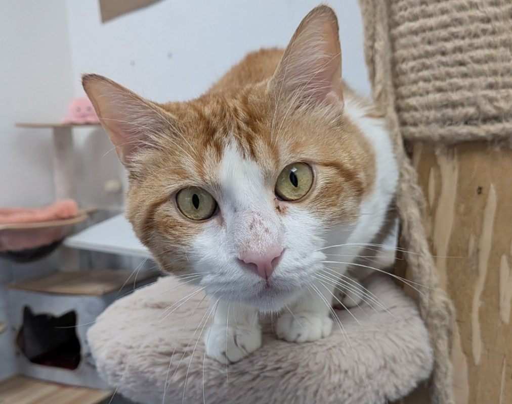 Simeon - Chat Européen à adopter