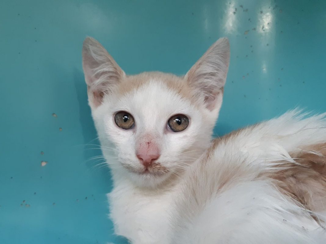 Colt - Chat Européen à adopter