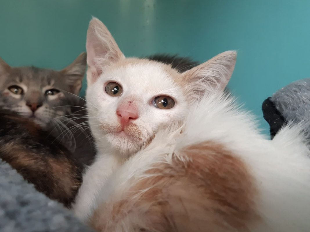 Colt - Chat Européen à adopter - photo 2