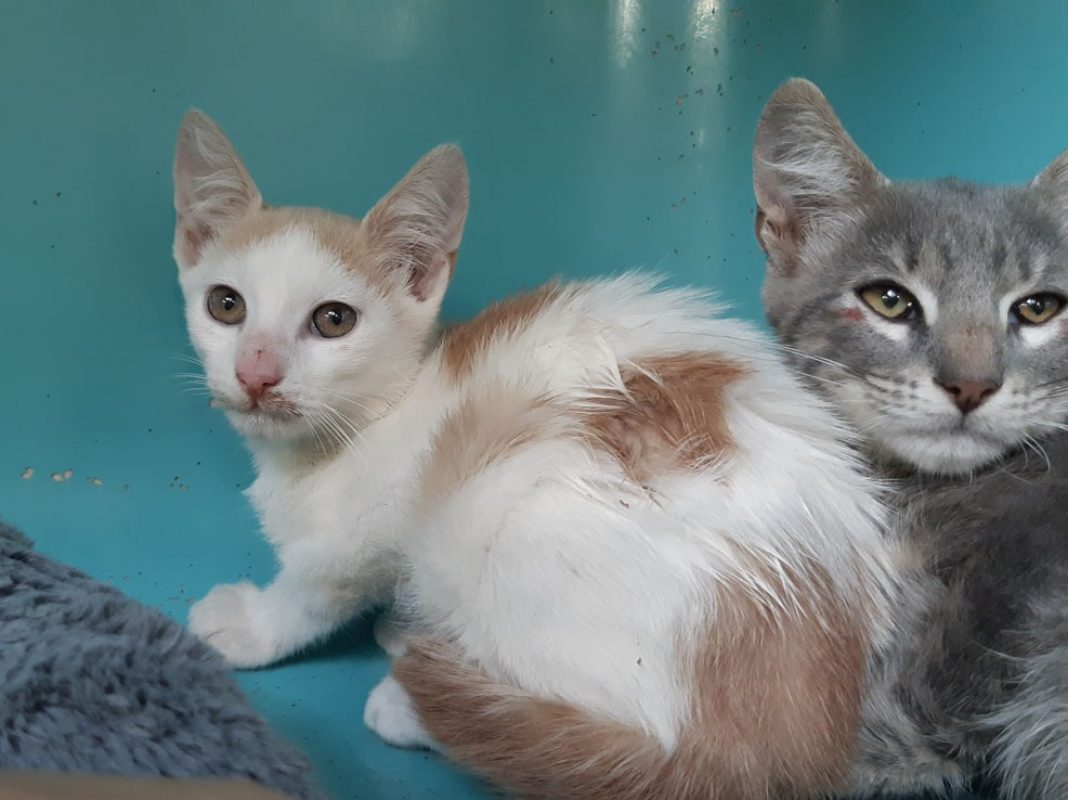 Colt - Chat Européen à adopter - photo 3