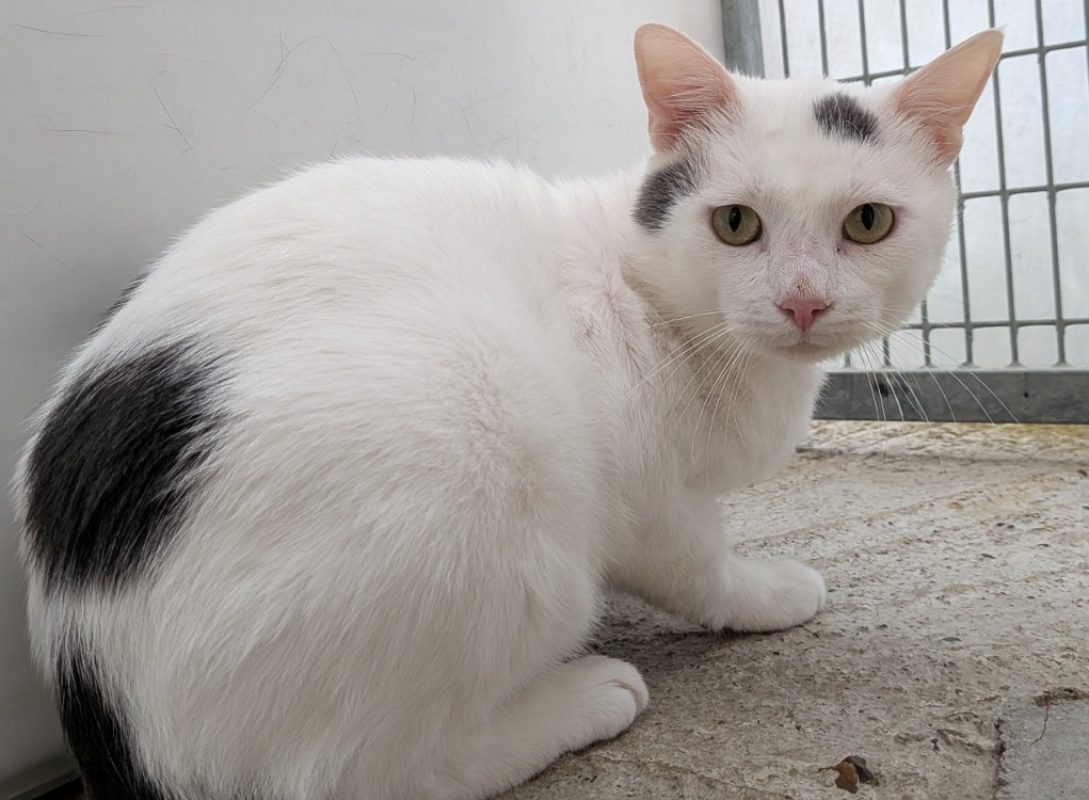 Gustave - Chat Européen à adopter