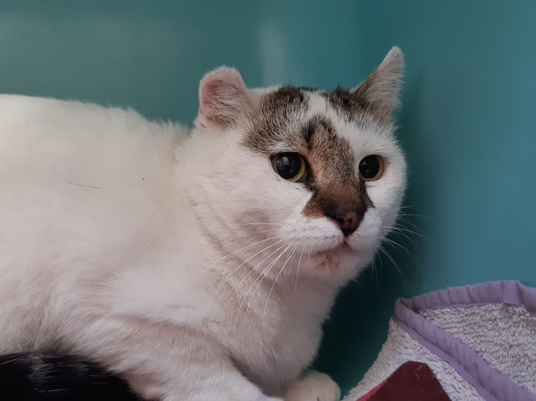 Homer - Chat Européen à adopter