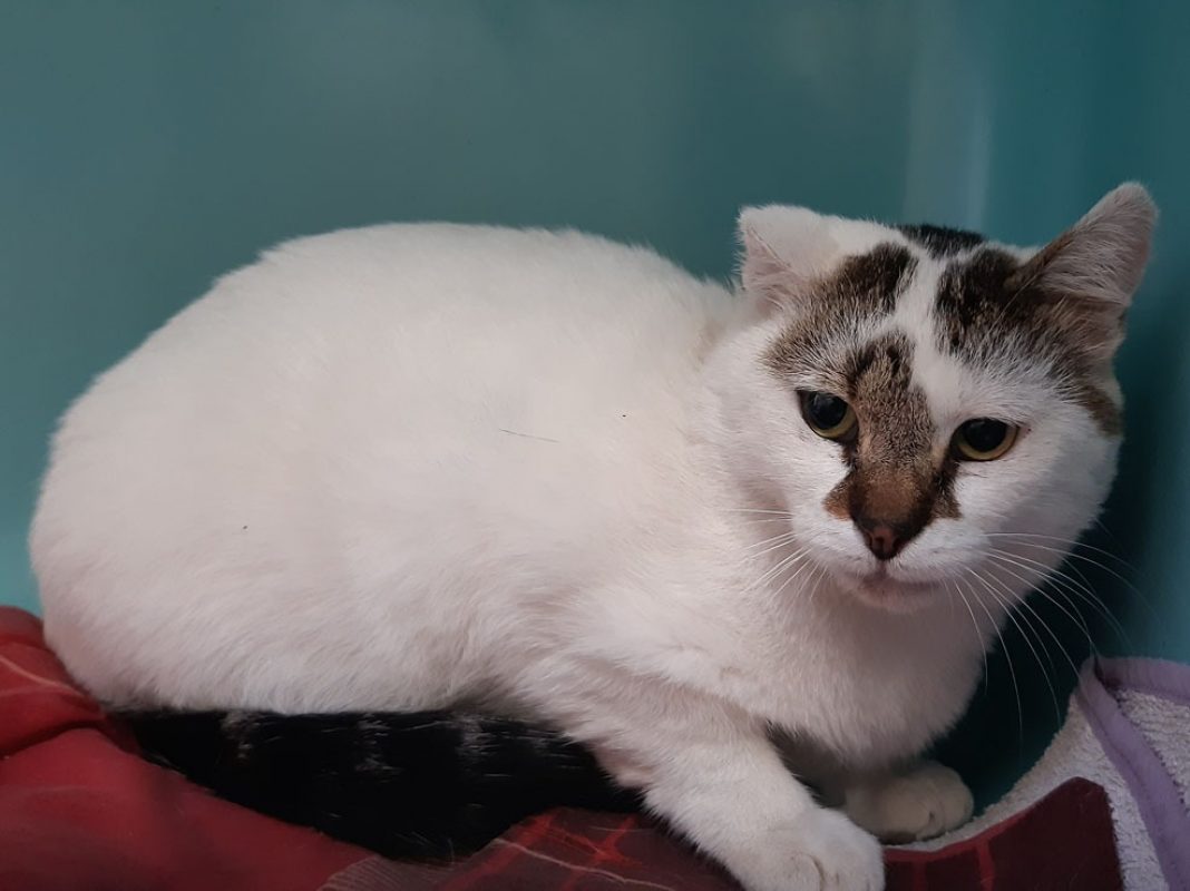 Homer - Chat Européen à adopter - photo 2