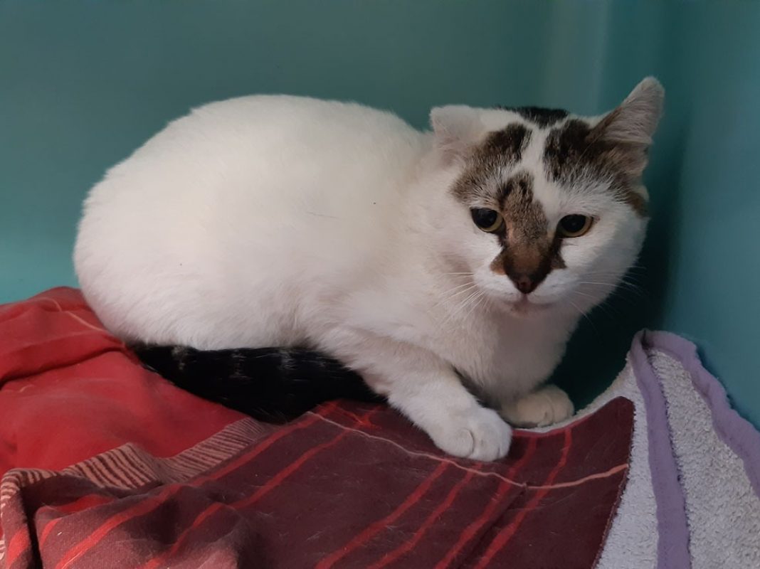 Homer - Chat Européen à adopter - photo 3