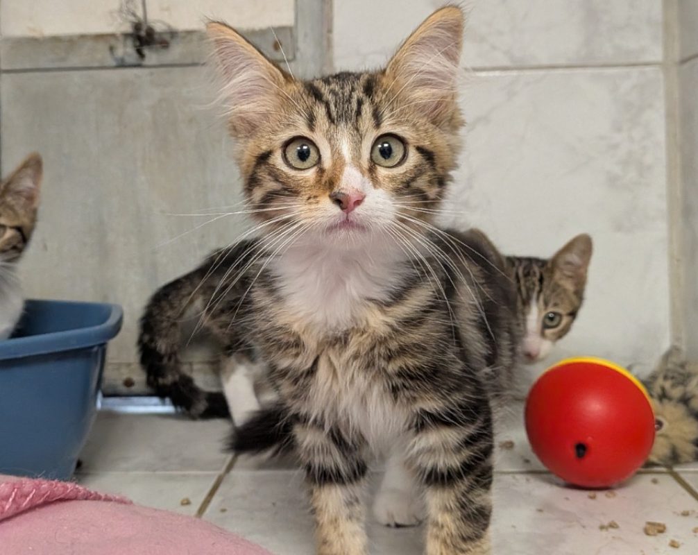 Neo - Chat Européen à adopter