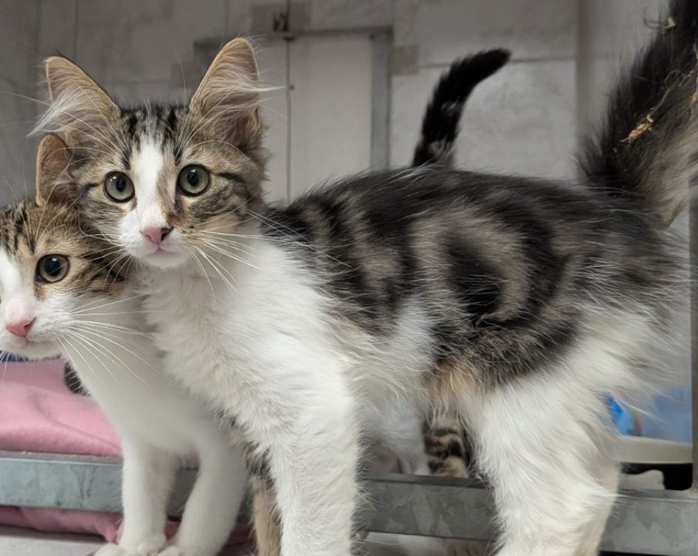 Leon - Chat Européen à adopter