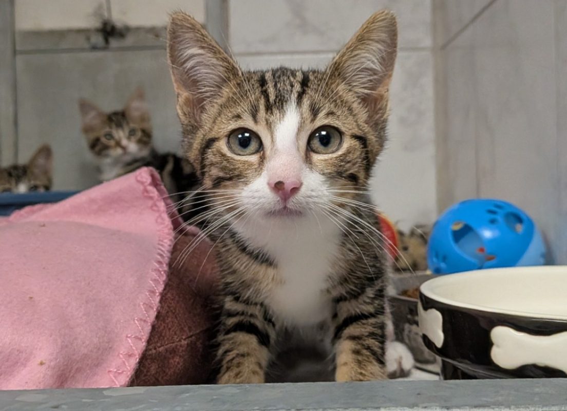 Sacha - Chat Européen à adopter