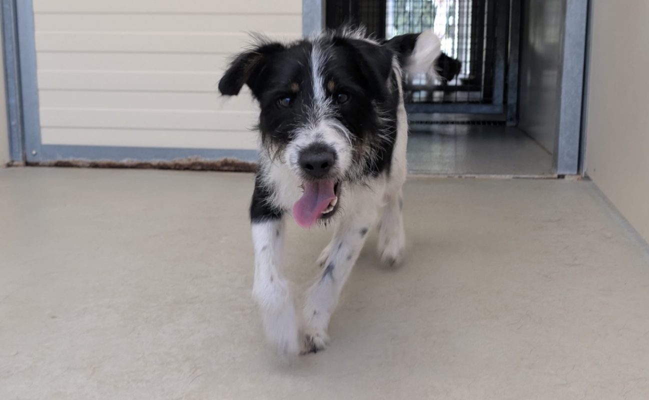 Otis - Chien à adopter