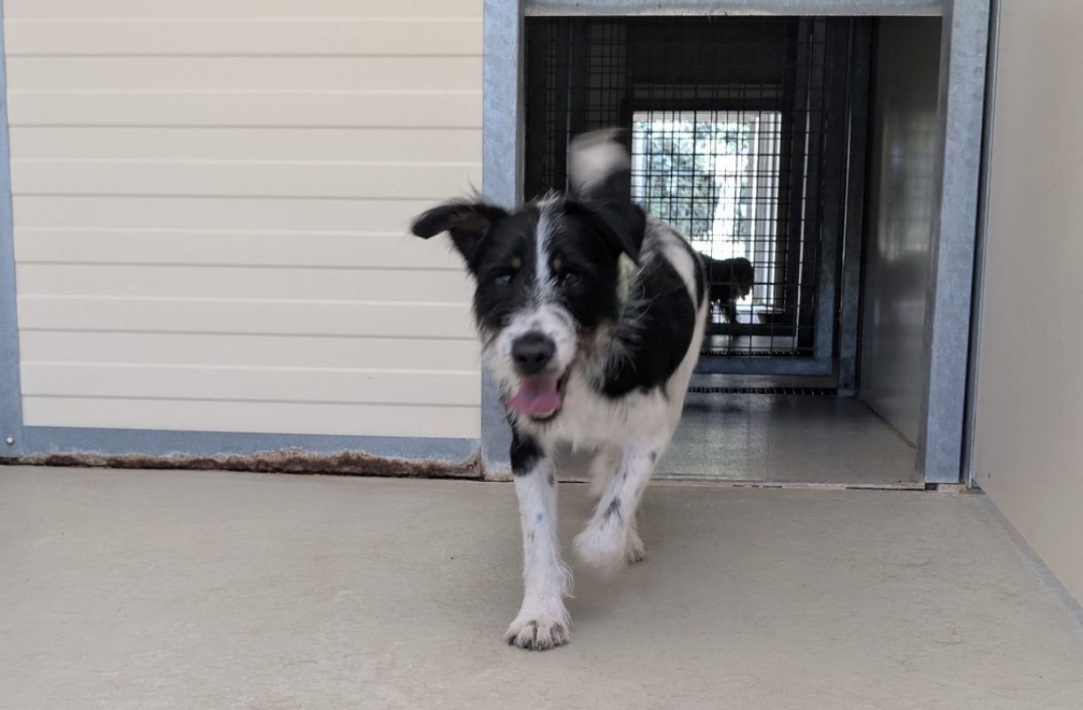Otis - Chien à adopter - photo 2