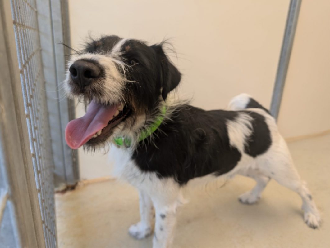 Otis - Chien à adopter - photo 3