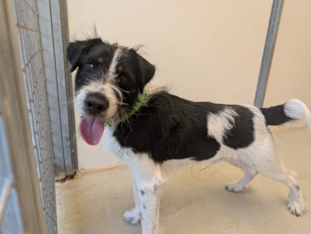 Otis - Chien à adopter - photo 4