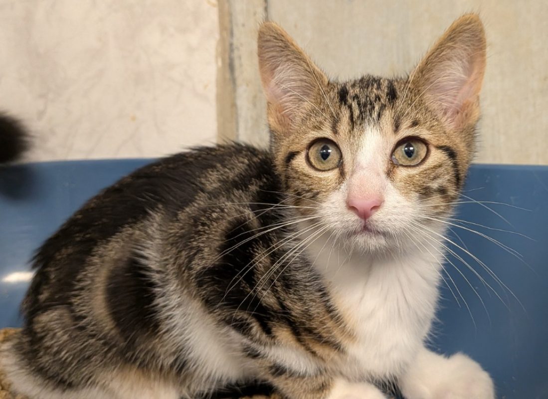 Amber - Chat Européen à adopter