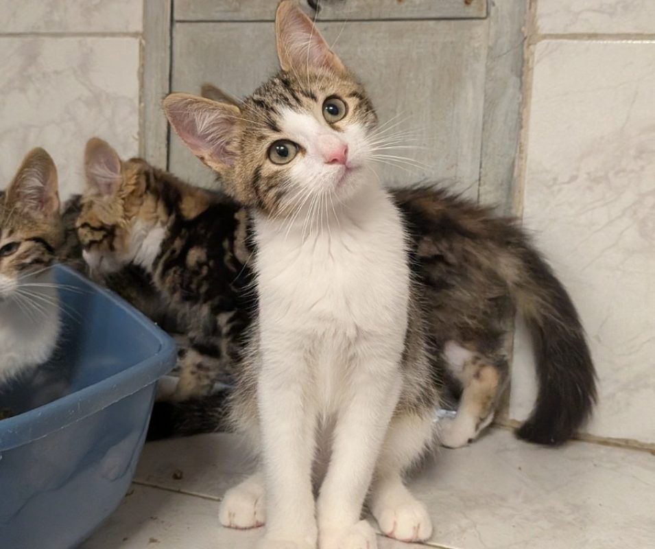 Oscar - Chat Européen à adopter