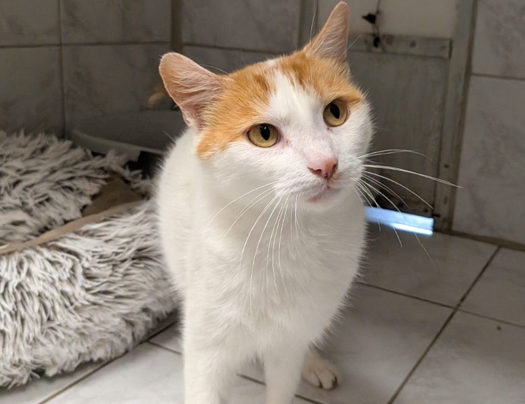 Crousti - Chat Européen à adopter