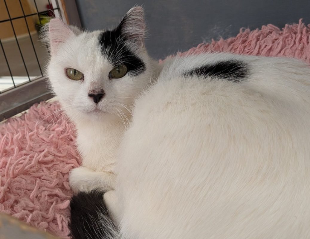 Manille - Chat Européen à adopter