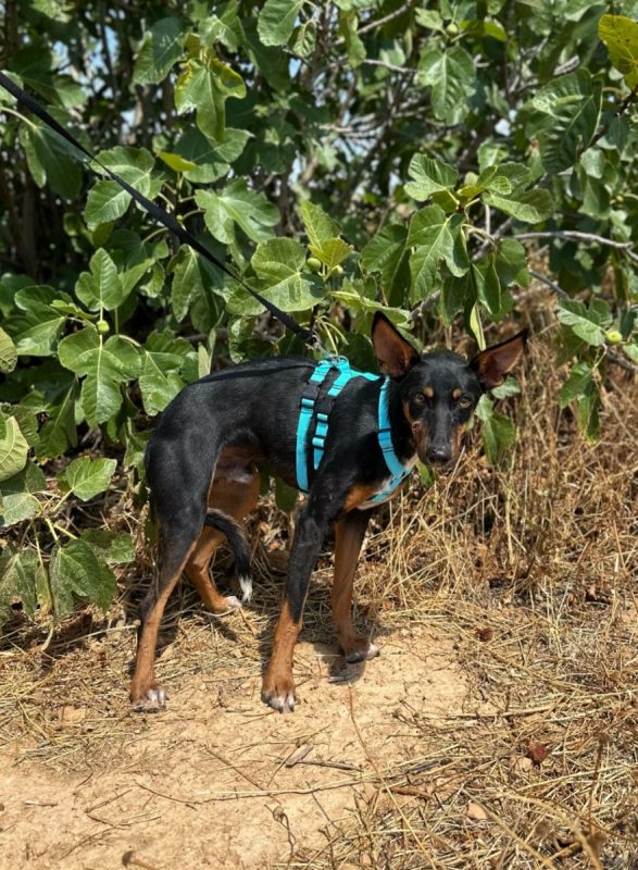 DOBBY - Chien à adopter - photo 3