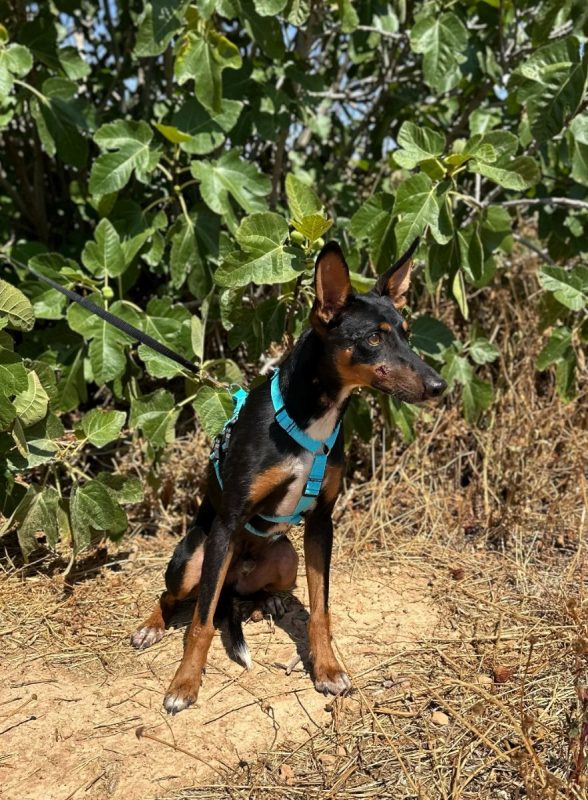 DOBBY - Chien à adopter - photo 4