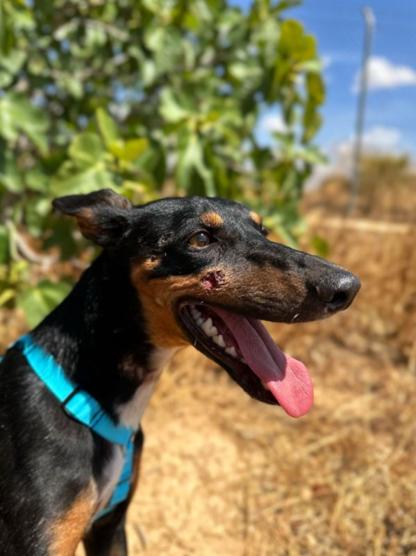 DOBBY - Chien à adopter - photo 2
