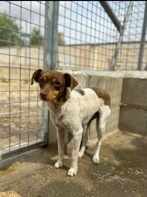 BINA - Chien à adopter