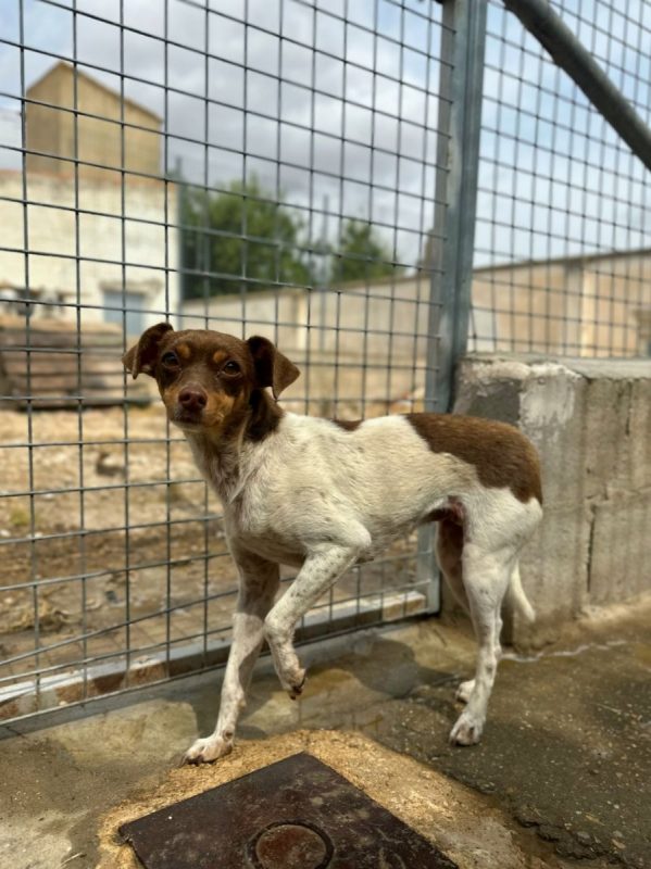 BINA - Chien à adopter - photo 2