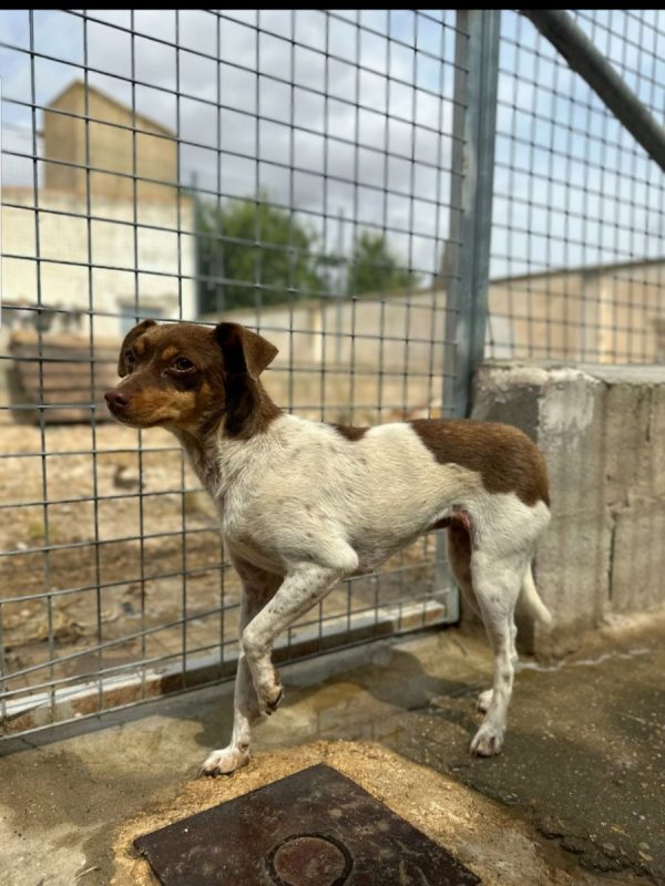BINA - Chien à adopter - photo 3