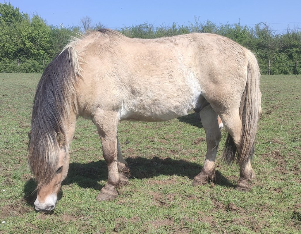 Photo de Ratus du sevard