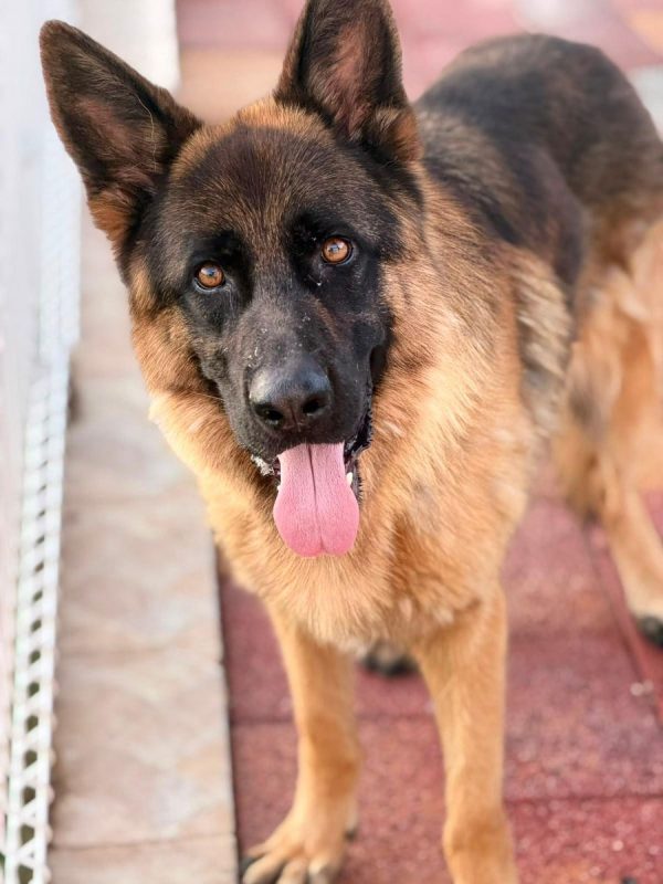 Volcán - Chien Berger Allemand à adopter - photo 8