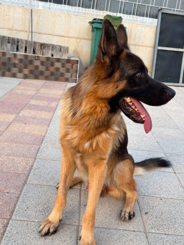 Volcán - Chien Berger Allemand à adopter - photo 12
