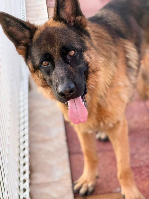 Volcán - Chien Berger Allemand à adopter - photo 5