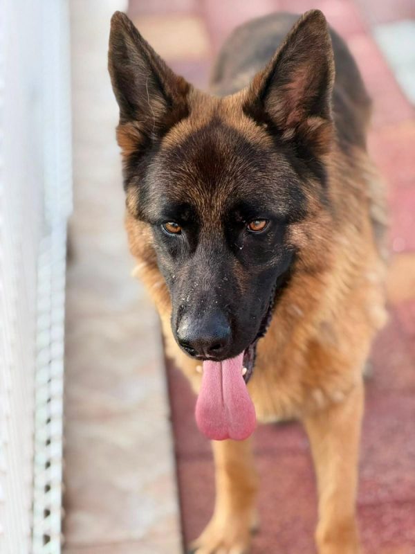 Volcán - Chien Berger Allemand à adopter - photo 11