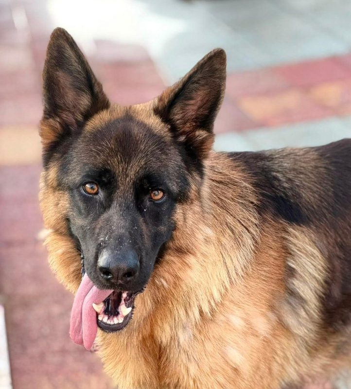 Volcán - Chien Berger Allemand à adopter