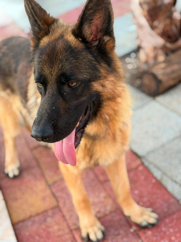 Volcán - Chien Berger Allemand à adopter - photo 7