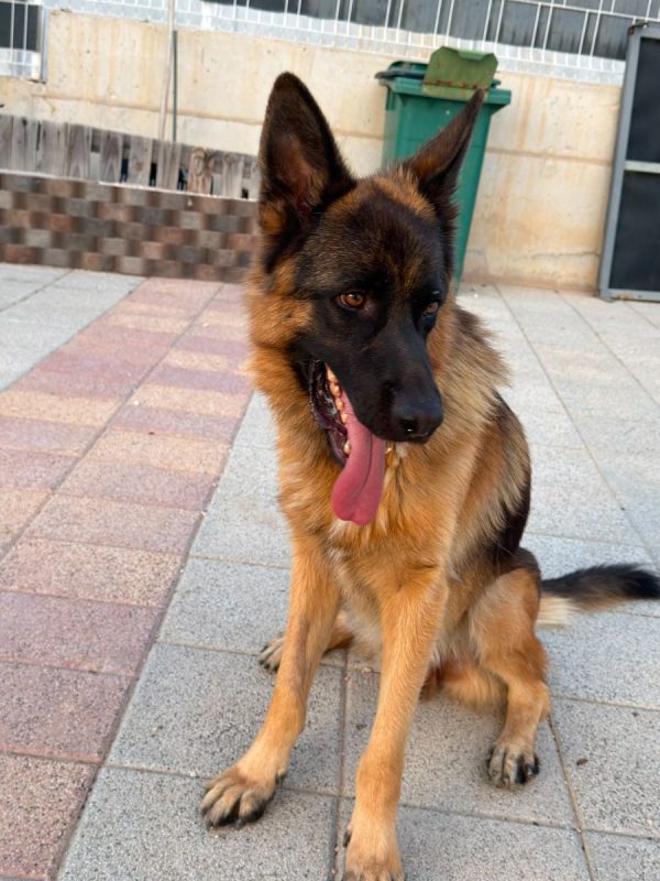 Volcán - Chien Berger Allemand à adopter - photo 6