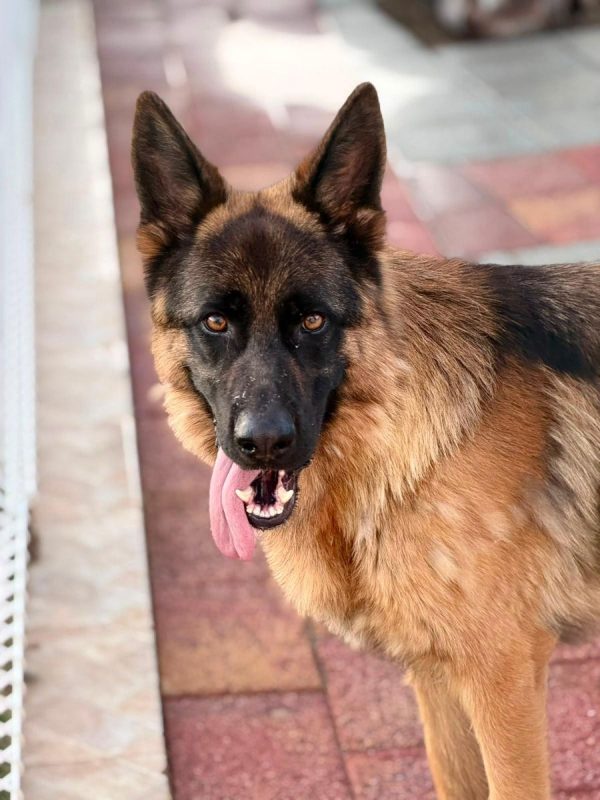 Volcán - Chien Berger Allemand à adopter - photo 10