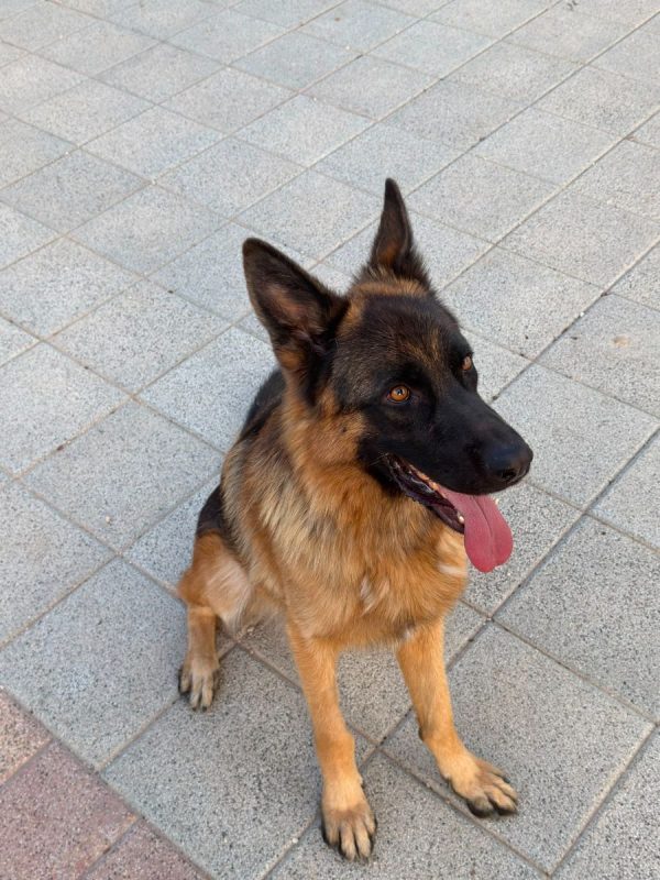 Volcán - Chien Berger Allemand à adopter - photo 3