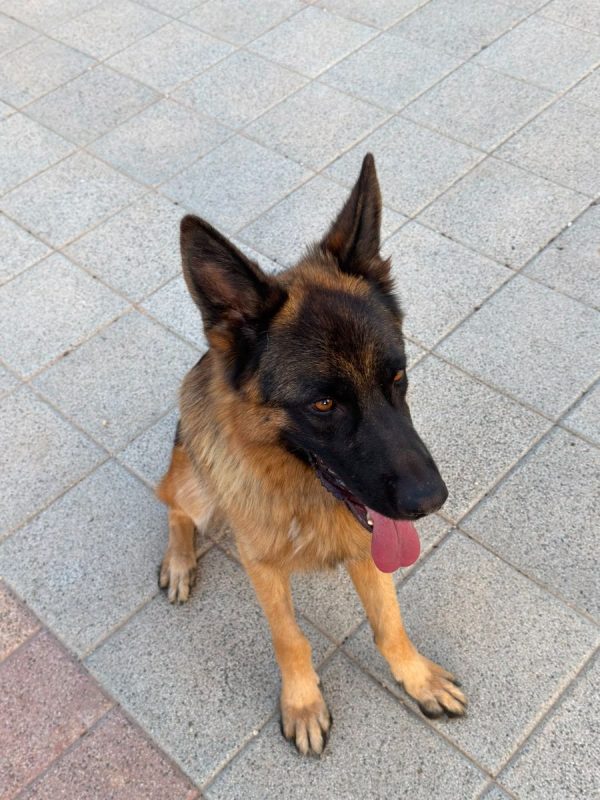 Volcán - Chien Berger Allemand à adopter - photo 9
