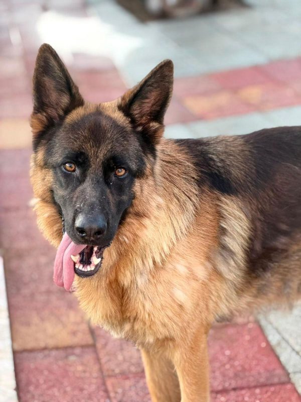Volcán - Chien Berger Allemand à adopter - photo 4