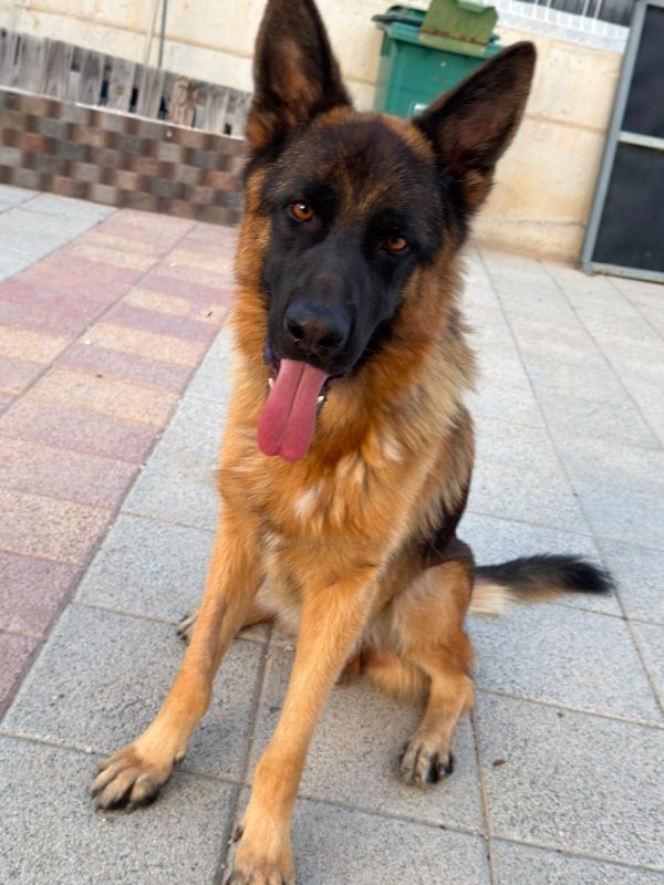 Volcán - Chien Berger Allemand à adopter - photo 2