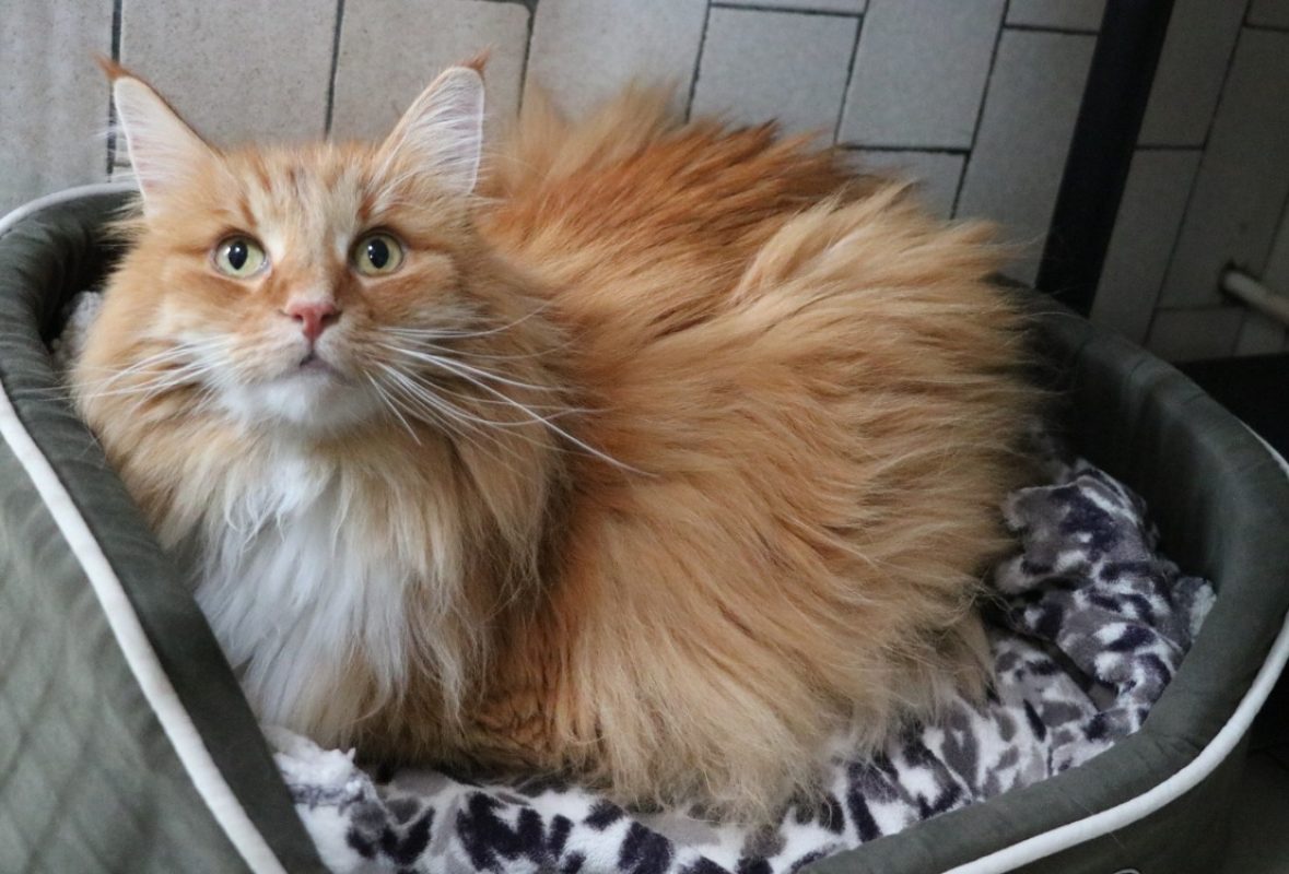 Nottingham - Chat Norvégien à adopter