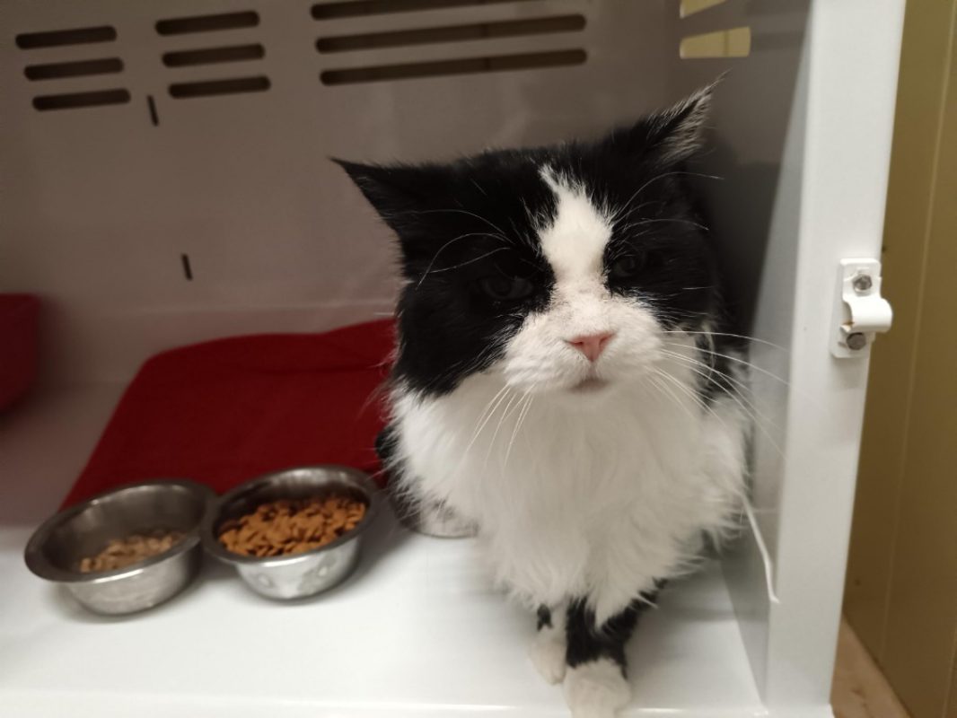 Johanna - Chat à adopter