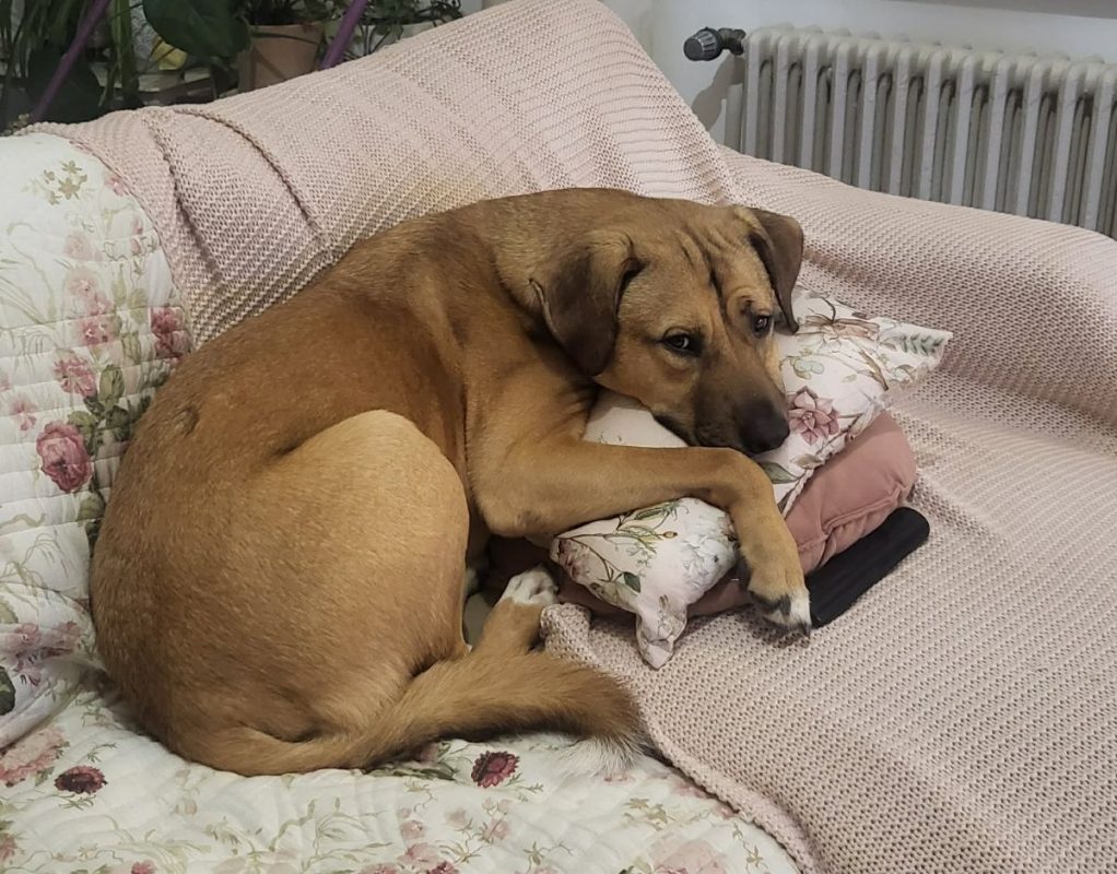 Oslo - Chien Berger Allemand à adopter - photo 5