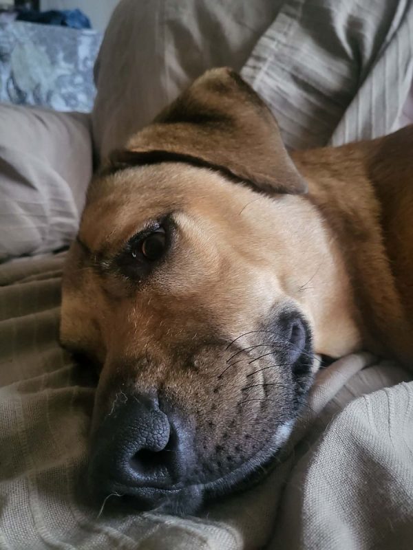 Oslo - Chien Berger Allemand à adopter - photo 8