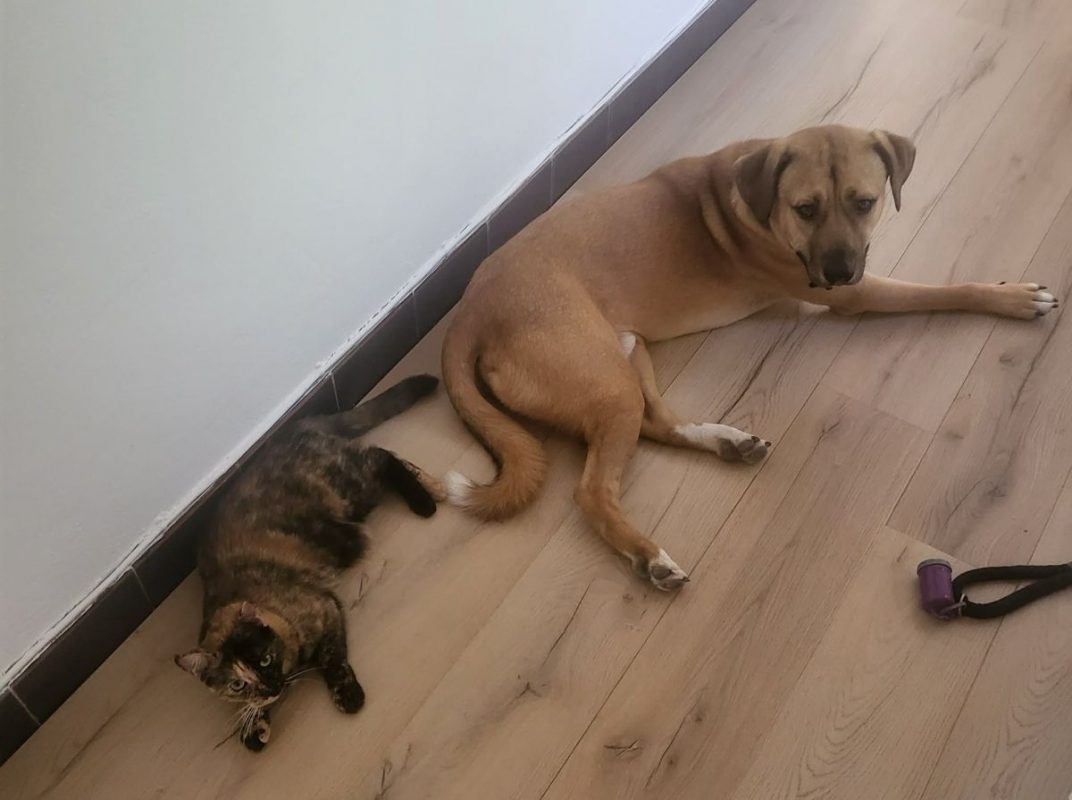 Oslo - Chien Berger Allemand à adopter - photo 3