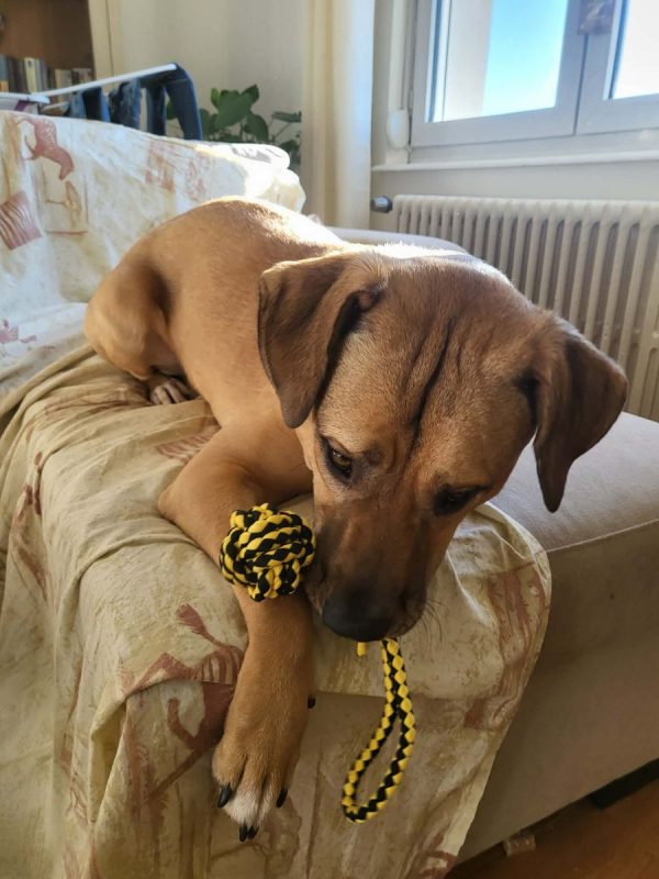 Oslo - Chien Berger Allemand à adopter - photo 2